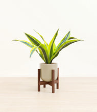 Load image into Gallery viewer, Sage Green stand:walnut
