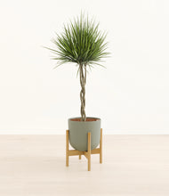 Load image into Gallery viewer, Sage Green stand:bamboo
