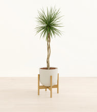 Load image into Gallery viewer, Natural Bamboo stand:bamboo
