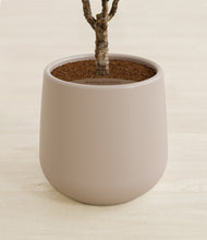 Load image into Gallery viewer, Eternal Gray stand:all
