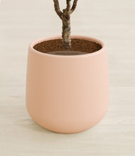 Load image into Gallery viewer, Gentle Pink stand:all
