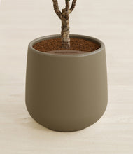 Load image into Gallery viewer, Olive stand:all
