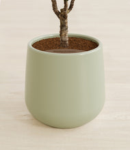 Load image into Gallery viewer, Turquoise stand:all
