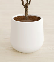 Load image into Gallery viewer, White stand:all
