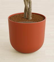 Load image into Gallery viewer, Earth Red stand:all
