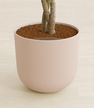 Load image into Gallery viewer, Sandy Pink stand:all
