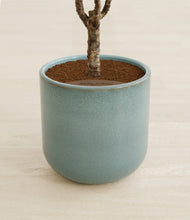 Load image into Gallery viewer, Reactive Aqua stand:all
