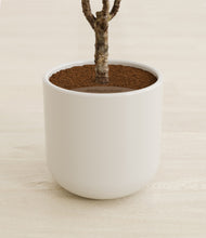 Load image into Gallery viewer, Cotton White stand:all
