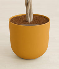 Load image into Gallery viewer, Sunset Orange stand:all
