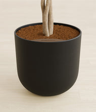 Load image into Gallery viewer, Stone Black stand:all
