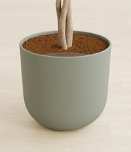 Load image into Gallery viewer, Sage Green stand:all
