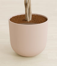 Load image into Gallery viewer, Sandy Pink stand:all
