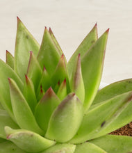 Load image into Gallery viewer, ALL
