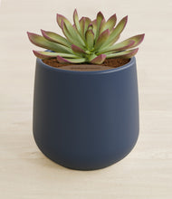 Load image into Gallery viewer, Deep Navy stand:all
