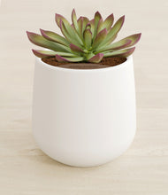 Load image into Gallery viewer, White stand:all
