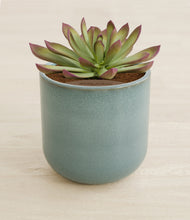 Load image into Gallery viewer, Reactive Aqua stand:all
