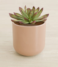 Load image into Gallery viewer, Glossy Pink stand:all
