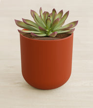 Load image into Gallery viewer, Earth Red stand:all
