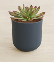 Load image into Gallery viewer, Iron Gray stand:all
