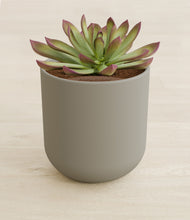 Load image into Gallery viewer, Sage Green stand:all
