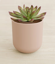 Load image into Gallery viewer, Sandy Pink stand:all
