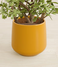 Load image into Gallery viewer, Mustard stand:all
