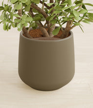 Load image into Gallery viewer, Olive stand:all
