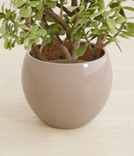 Load image into Gallery viewer, Desert Brown stand:all

