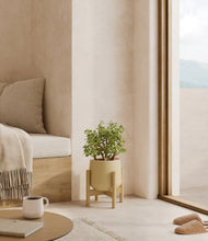 Load image into Gallery viewer, Almond Green stand:bamboo
