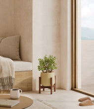Load image into Gallery viewer, Almond Green stand:walnut
