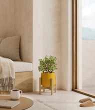 Load image into Gallery viewer, Mustard stand:bamboo
