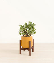 Load image into Gallery viewer, Mustard stand:walnut
