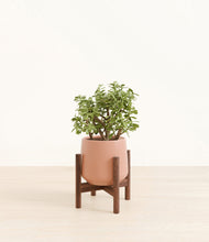 Load image into Gallery viewer, Calm Rose stand:walnut
