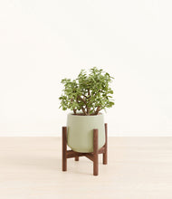 Load image into Gallery viewer, Turquoise stand:walnut
