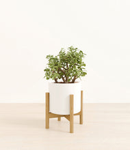 Load image into Gallery viewer, White stand:bamboo
