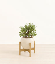 Load image into Gallery viewer, Shiny EggWhite stand:bamboo
