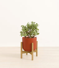 Load image into Gallery viewer, Earth Red stand:bamboo
