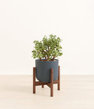 Load image into Gallery viewer, Iron Gray stand:walnut
