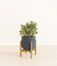 Load image into Gallery viewer, Iron Gray stand:bamboo

