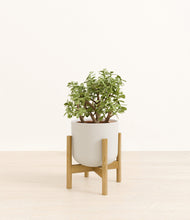 Load image into Gallery viewer, Natural Bamboo stand:bamboo
