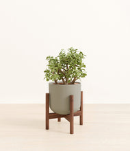 Load image into Gallery viewer, Sage Green stand:walnut
