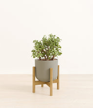 Load image into Gallery viewer, Sage Green stand:bamboo
