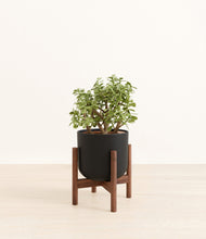 Load image into Gallery viewer, Stone Black stand:walnut
