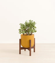 Load image into Gallery viewer, Sunset Orange stand:walnut
