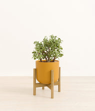 Load image into Gallery viewer, Sunset Orange stand:bamboo
