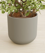 Load image into Gallery viewer, Sage Green stand:all
