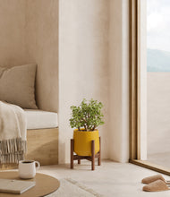 Load image into Gallery viewer, Mustard stand:walnut
