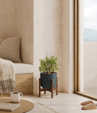 Load image into Gallery viewer, Iron Gray stand:walnut
