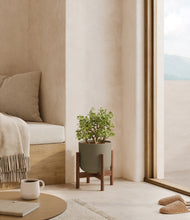 Load image into Gallery viewer, Sage Green stand:walnut
