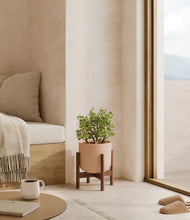 Load image into Gallery viewer, Sandy Pink stand:walnut
